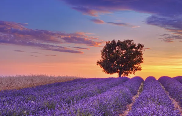 Картинка поле, небо, облака, закат, дерево, Франция, лиловый, field