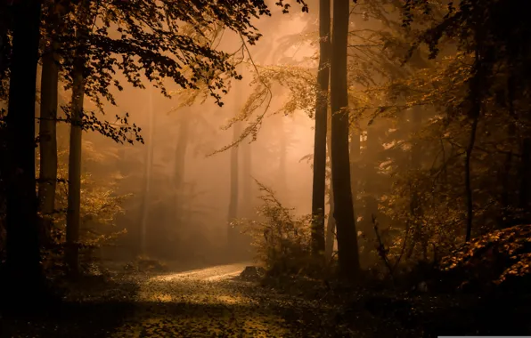Осень, лес, туман