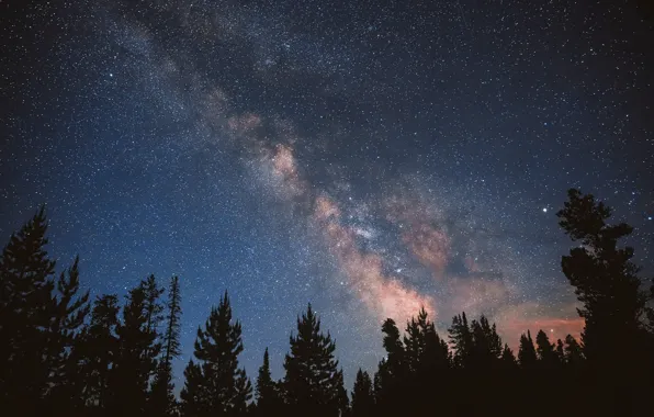 Картинка лес, небо, звезды, ночь, млечный путь