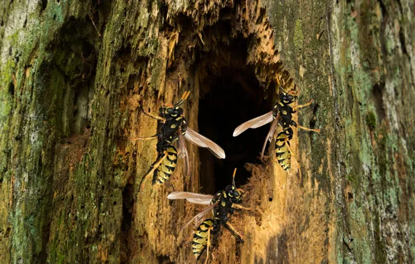 Forest, nature, insect, Wasp, Log