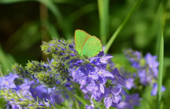 Картинка Макро, Цветы, Весна, Бабочка, Flowers, Spring, Macro, Butterfly