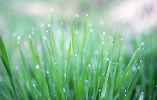 Картинка зелень, трава, капли, макро, свет, роса, блики, дождь