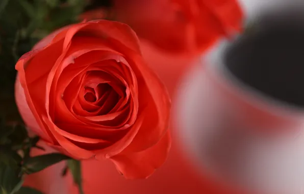Цветок, макро, лепестки, красная роза