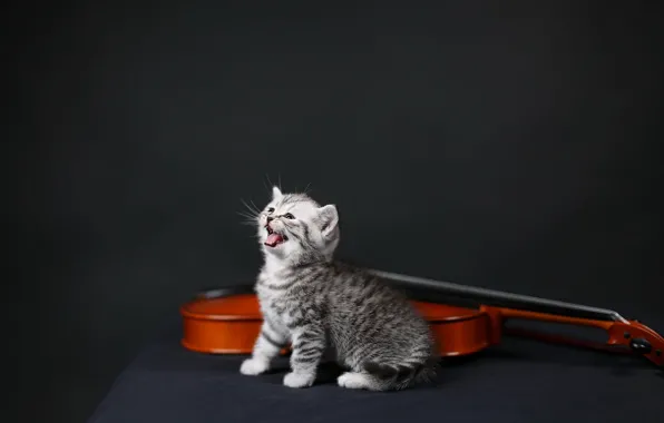 Язык, кошка, котенок, скрипка, малыш, британский, мяукает