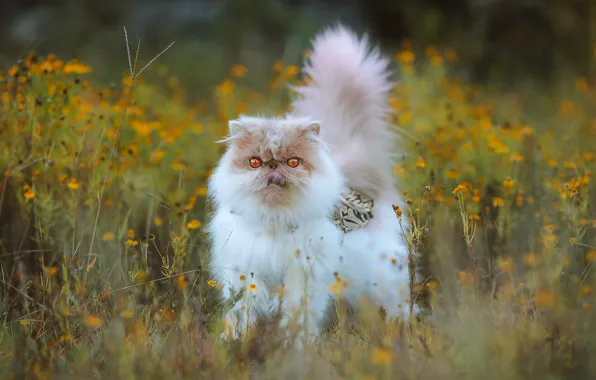Поле, язык, кошка, кот, цветы, желтые, луг, хвост