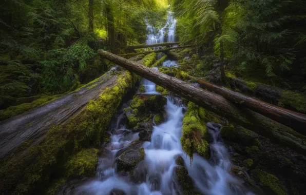 Картинка лес, водопад, мох, Орегон, каскад, Oregon, брёвна, Willamette National Forest
