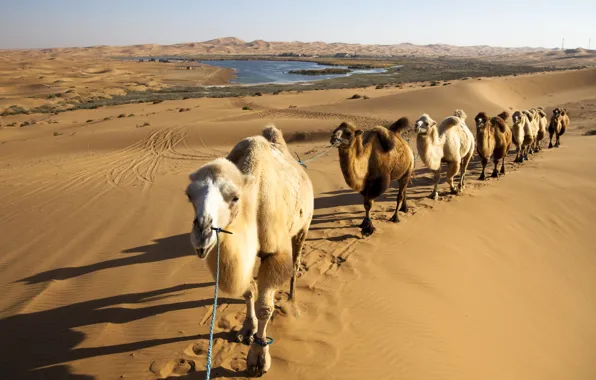 Картинка песок, пустыня, верблюды, караван