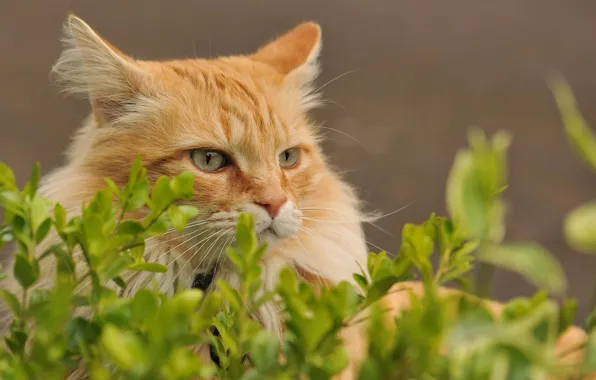 Картинка кот, рыжий, прячется