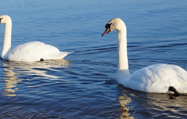 White, swan, bird