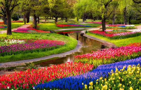 Картинка деревья, цветы, пруд, парк, восход, тюльпаны, разноцветные, trees