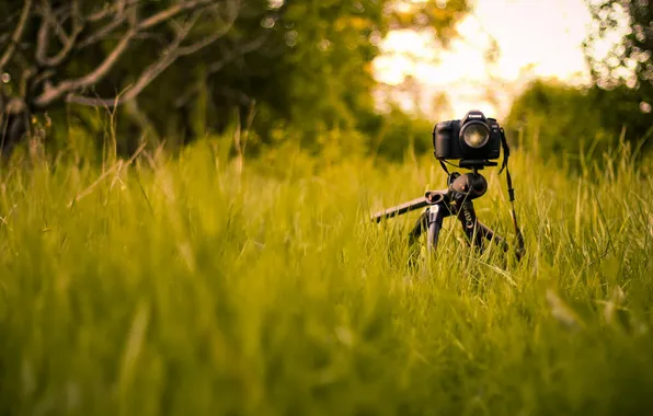 Картинка трава, фотоапарат, canon