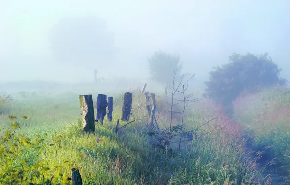 Картинка трава, деревья, природа, туман, заросли, утро