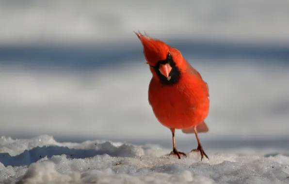 Картинка зима, снег, птица, перья, клюв, кардинал