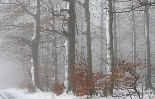 Картинка зима, дорога, деревья, пейзаж, природа, туман