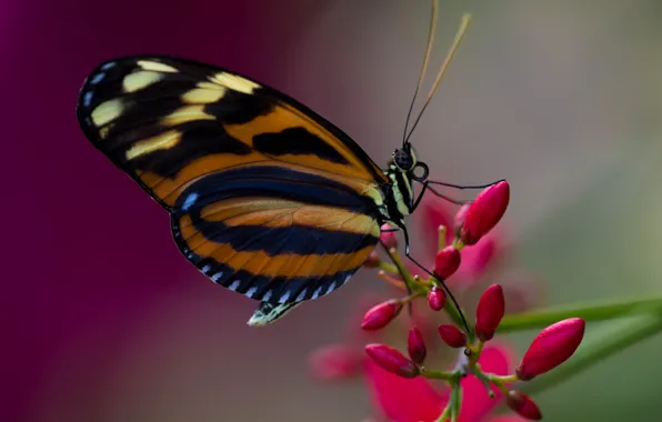 Картинка цветок, бабочка, растение, крылья, насекомое