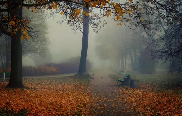 Картинка осень, птицы, туман, парк, скамейки