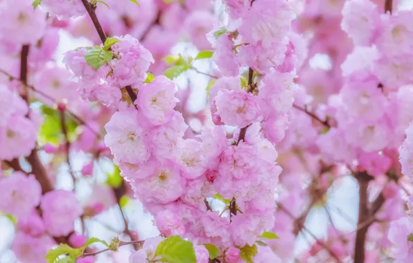 Картинка вишня, сакура, цветение, blossom, background, sakura, cherry, japanese