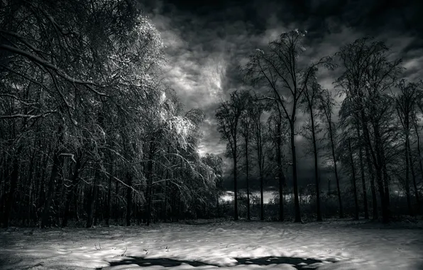 Лес, облака, снег, Black Forest