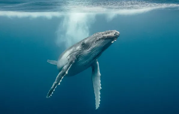Underwater, whales, sea, ocean, fish, Whale, sealife