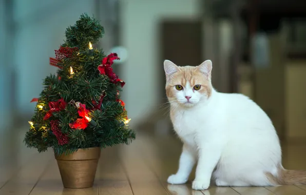 Картинка кошка, праздник, torode