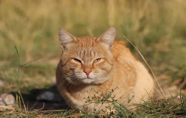 Картинка кот, фон, котейка