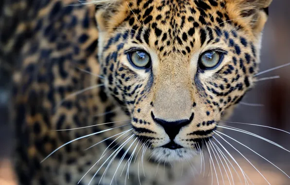 Крупный план, размытость, леопард, дикая кошка, leopard, animals, nature, боке