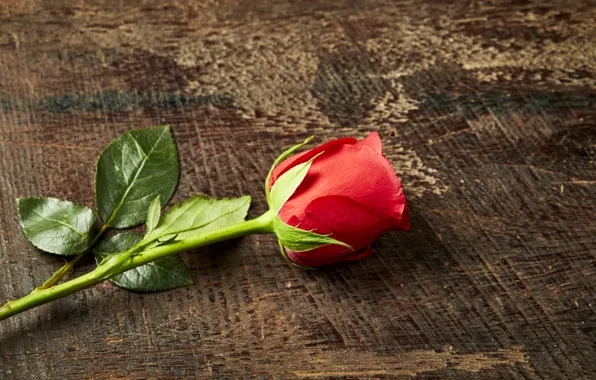 Бутон, red, bud, красная роза, розы, romantic, wood, rose