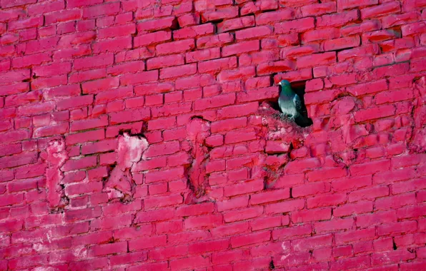 Стена, птица, голубь