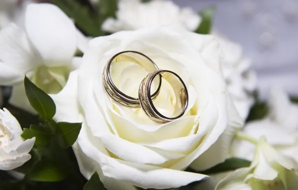 Картинка роза, кольца, белая, свадьба