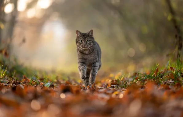 Осень, кошка, трава, кот, взгляд, свет, природа, блики
