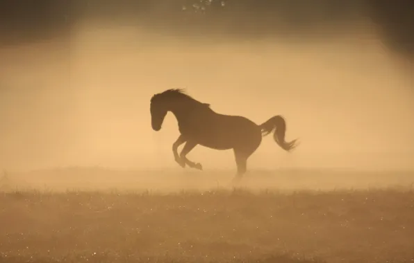 Картинка туман, роса, конь, лошадь, утро