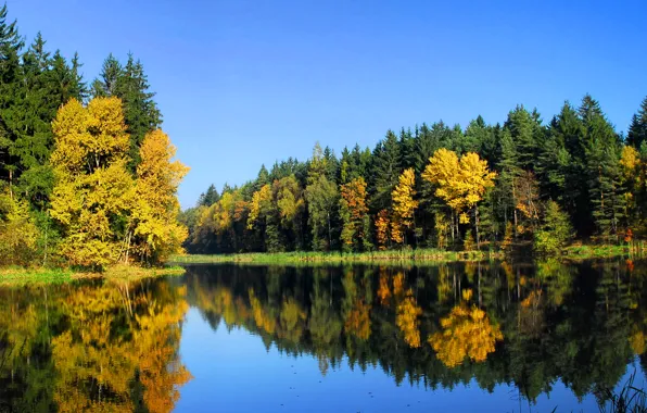 Осень, лес, деревья, природа, река, Пейзаж