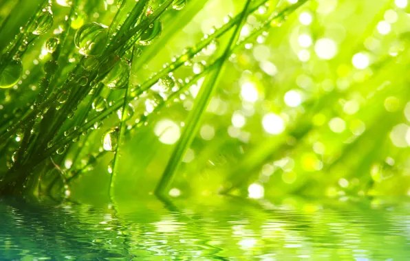 Картинка трава, вода, капли, макро, лучи, природа, роса, утро