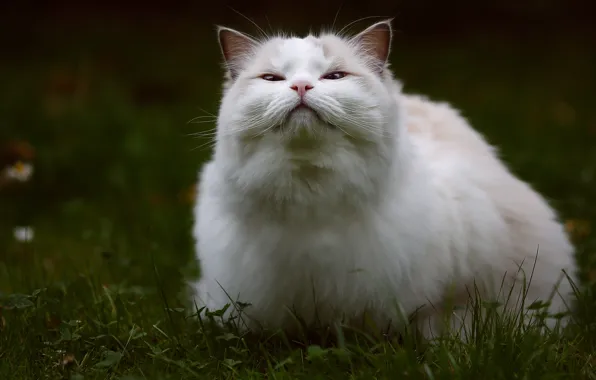 Картинка кошка, мордашка, белая кошка, Рэгдолл