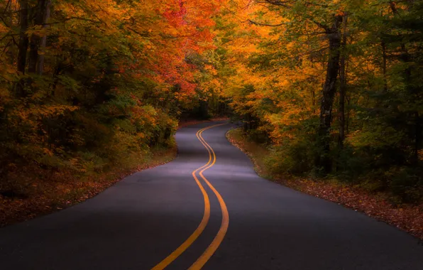 Картинка дорога, осень, лес, деревья, США, Michigan