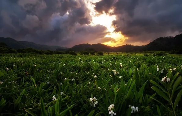 Картинка поле, закат, цветы
