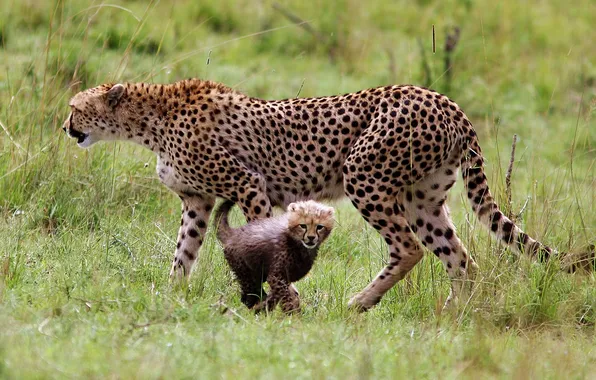 Картинка nature, animal, Cheetah, Kenya, Gepard, Masai Mara National Reserve