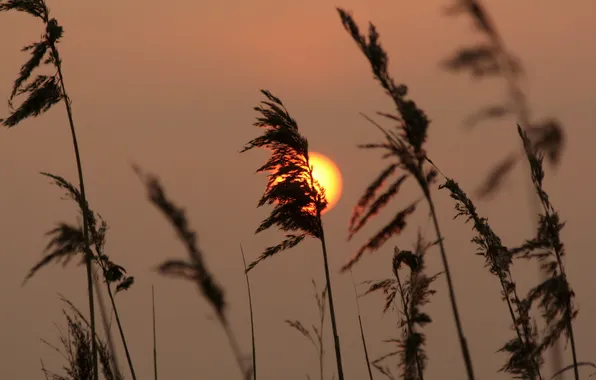 Картинка солнце, закат, высокая трава