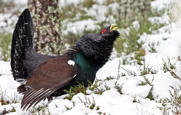Картинка зима, птица, глухарь