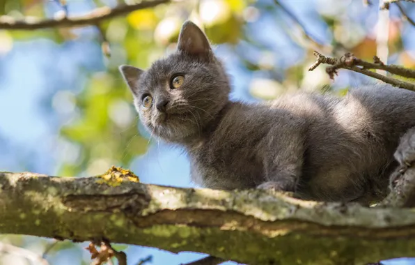 Кошка, взгляд, листья, свет, поза, котенок, серый, фон