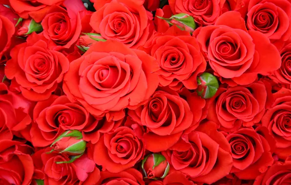 Картинка красный, розы, red, красивая, бутоны, roses