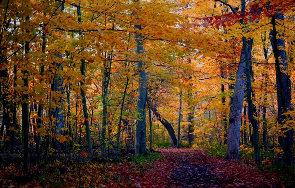 Картинка осень, лес, деревья, природа, фото, тропа