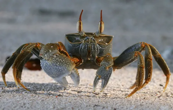 Картинка песок, краб, Crab