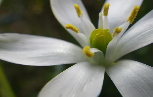 Белый, цветок, лепестки