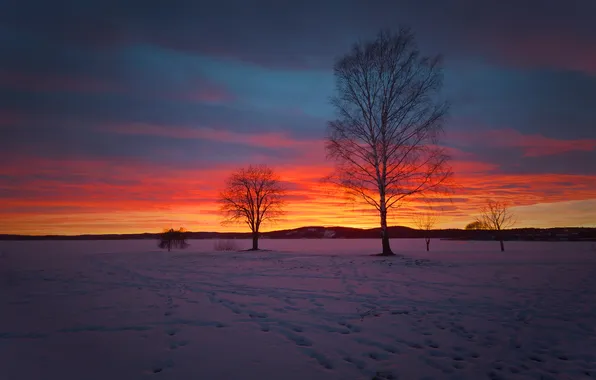 Картинка зима, поле, небо, облака, снег, деревья, природа, зарево