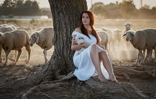 Картинка девушка, овцы, стадо, ягнёнок, Goran Dobožanov