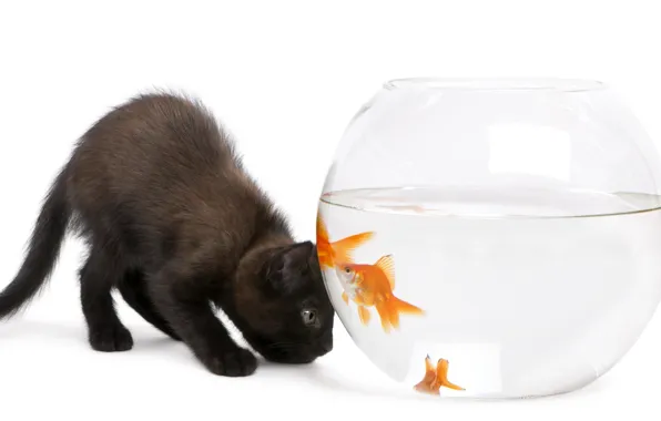 Кошка, аквариум, золотая рыбка, белый фон, котёнок, чёрный кот