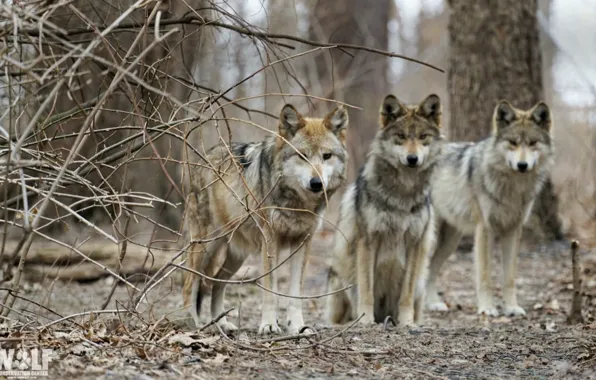 Картинка nature, predator, animal, wolf, wolves, wildlife, Canis lupus, portrait.