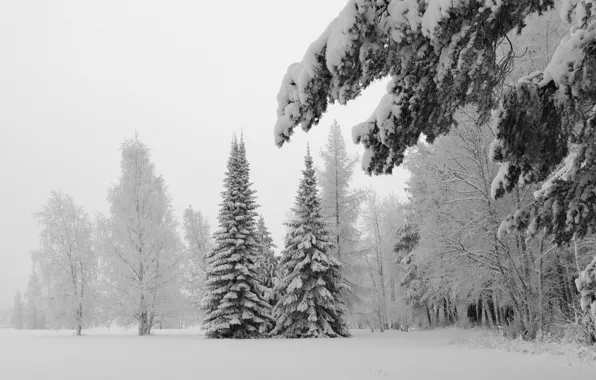 Картинка холод, зима, снег, деревья, природа, фото, дерево, пейзажи