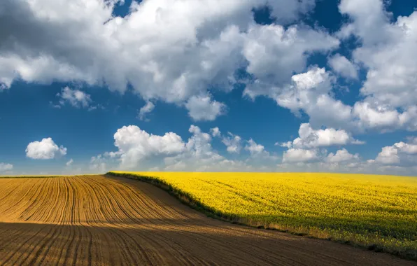 Картинка поле, небо, рапс